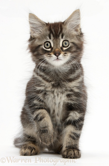 Tabby kitten, Squidge, 10 weeks old, sitting, white background