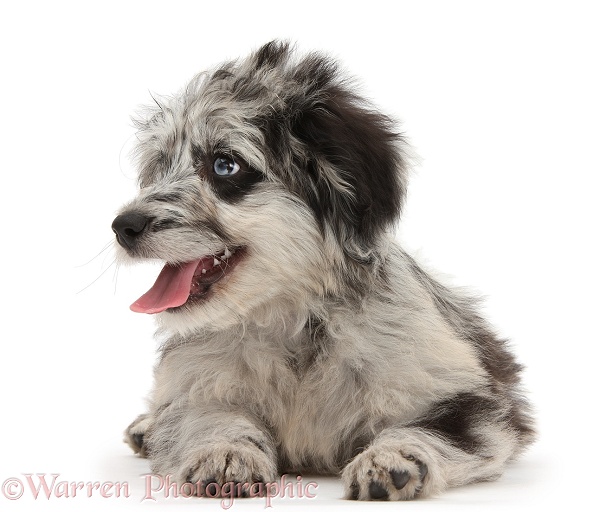 Blue merle Cadoodle puppy looking to side, white background