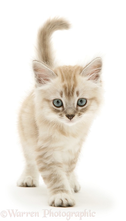 Chocolate Birman-cross kitten walking, white background