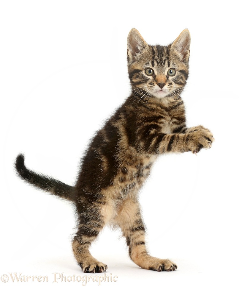 Tabby kitten, Smudge, 8 weeks old, standing up on hind legs, white background
