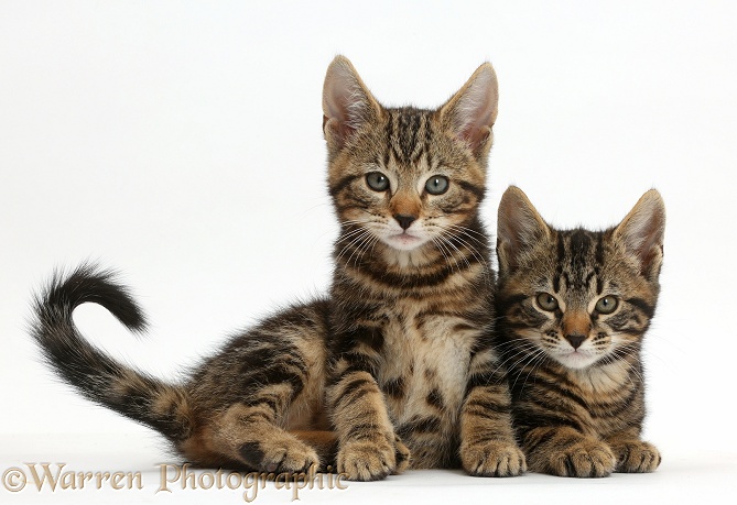 Two tabby kittens, Smudge and Picasso, 9 weeks old, white background