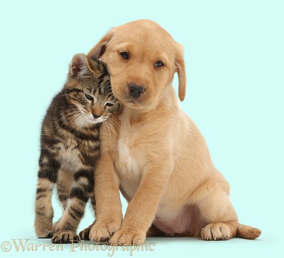 Tabby kitten, Picasso, 9 weeks old, rubbing in a friendly manner against cute Yellow Labrador puppy, 8 weeks old, white background