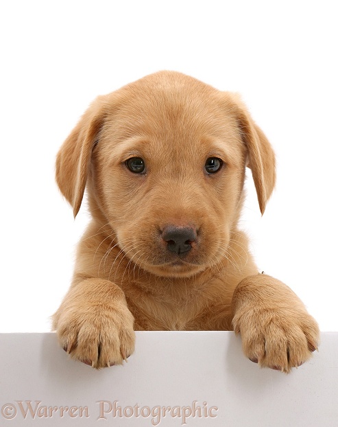 Cute Yellow Labrador puppy, 8 weeks old, with paws over, white background