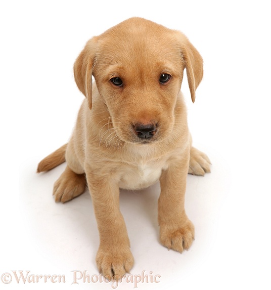 Cute Yellow Labrador puppy, 8 weeks old, sitting and looking up, white background