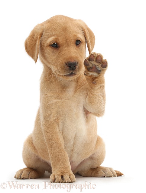 Cute Yellow Labrador Retriever puppy, 8 weeks old, sitting with raised paw waving, white background