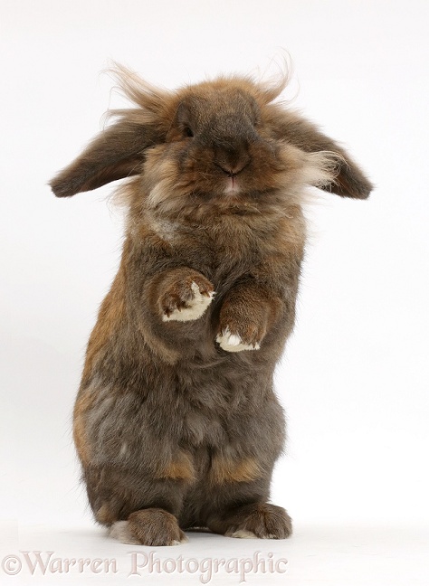 Brown lop rabbit, Dibdab, standing up in a comical fashion, white background