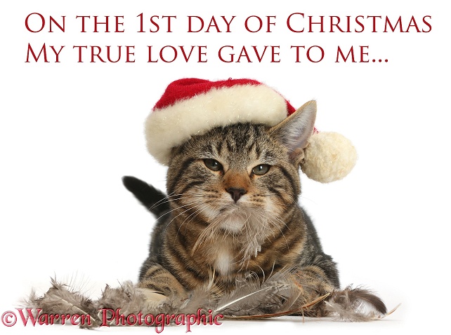 First day of Christmas, tabby kitten, Picasso, 3 months old, with Santa hat and feathers, white background
