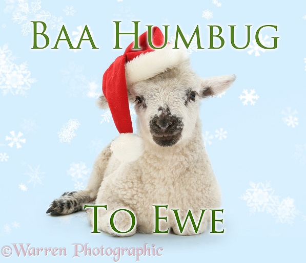 Baa humbug to ewe lamb in Father Christmas hat, white background