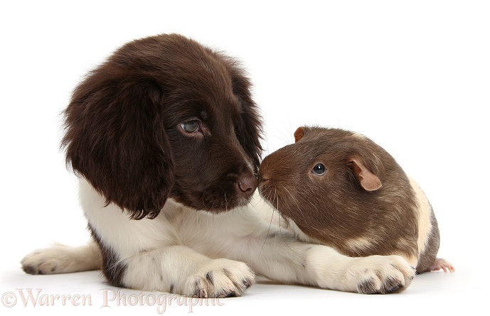 Chocolate-and-white Cocker Spaniel puppy and Guinea pig nose-to-nose, white background
