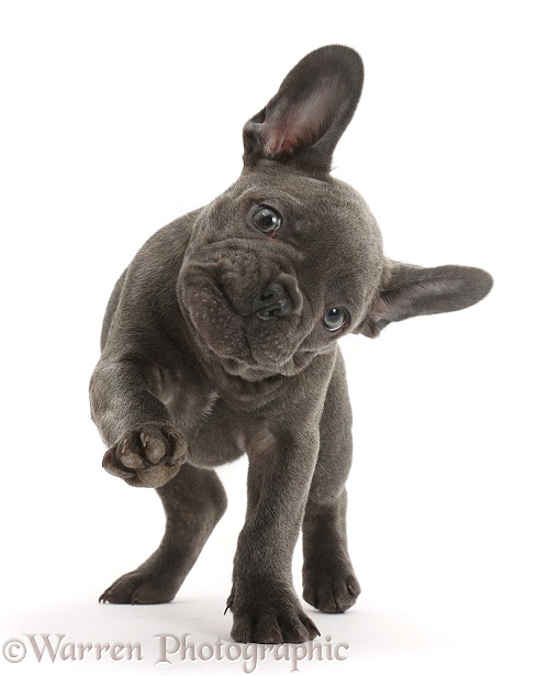 French Bulldog puppy pointing with a paw, white background