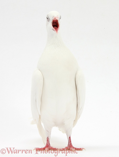 White dove yawning, white background