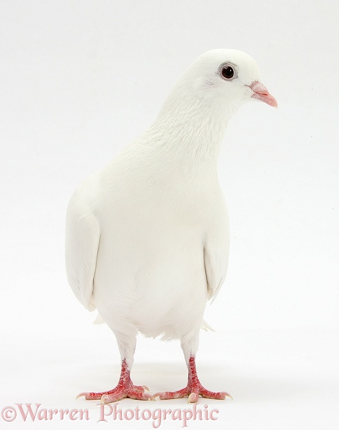 White dove, white background
