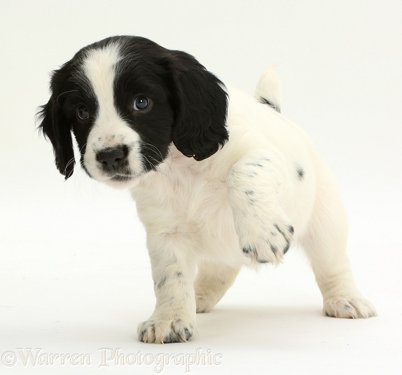 Black-and-white Springer Spaniel puppy, 6 weeks old, white background