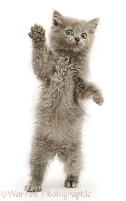 Blue Persian-cross kitten, Beebee, 'dancing' and standing up on hind legs, white background