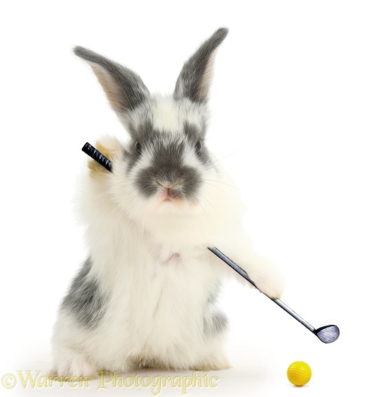 Baby bunny playing golf, white background
