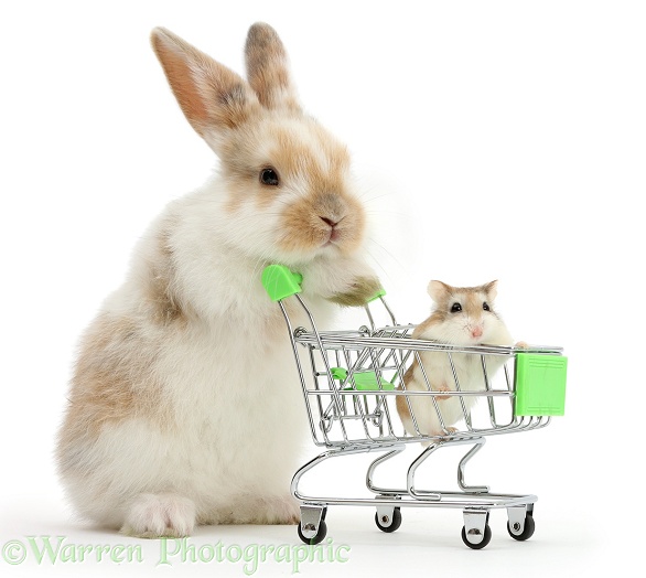 Young bunny with Roborovski Hamster in shopping trolley, white background