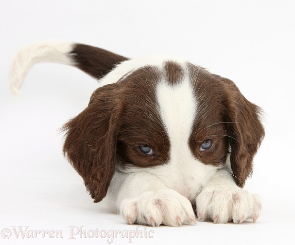Working English Springer Spaniel puppy, 6 weeks old, lying with chin on the floor, white background