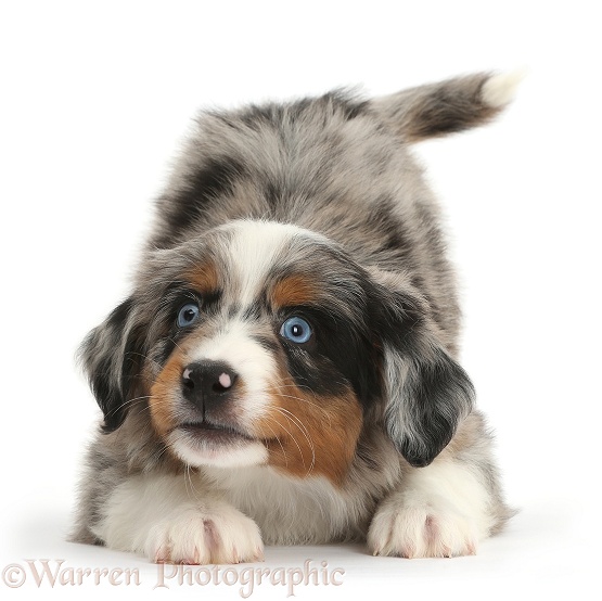 Miniature American Shepherd puppy, 7 weeks old, in play-bow stance, white background