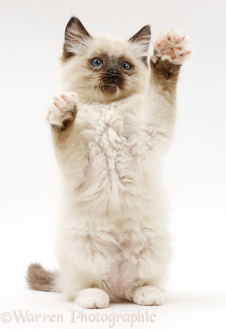 Ragdoll kitten, 10 weeks old, reaching up in a playful manner, white background