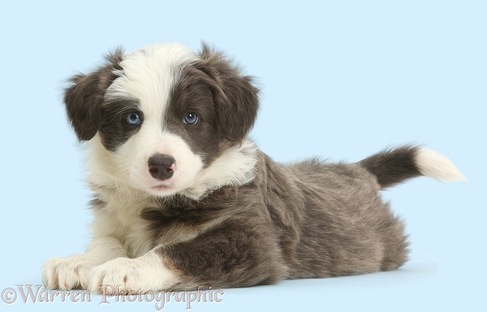 Border Collie puppy lying with head up, white background