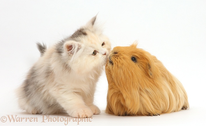Persian kitten kissing Guinea pig, white background