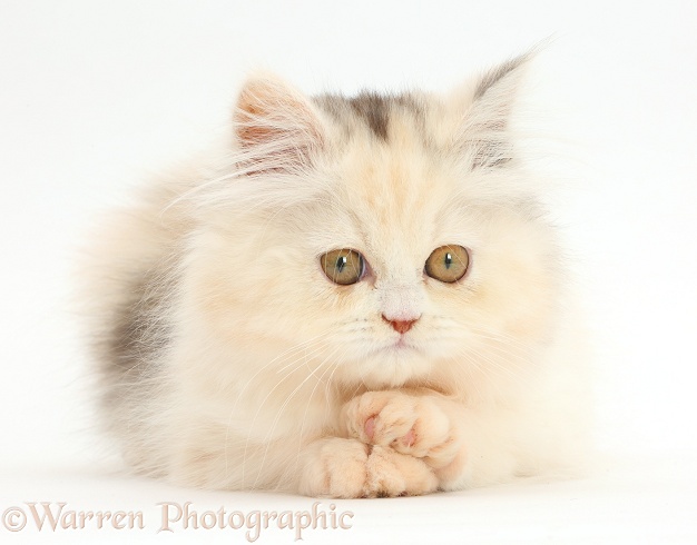 Persian kitten with paws crossed, white background