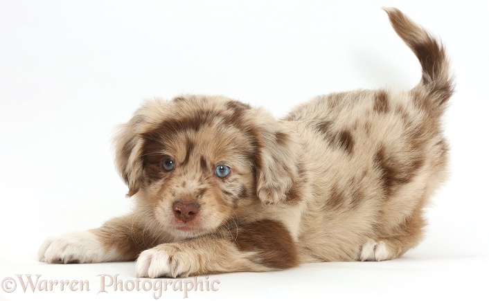 Mini American Shepherd puppy in play-bow, white background