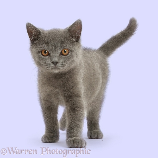 Blue British Shorthair kitten standing, white background