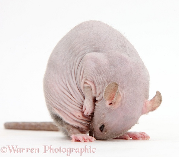 Sphynx Rat grooming in a rude and amusing manner, white background