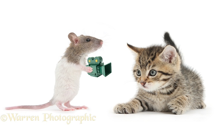 Tabby kitten, Stanley, 6 weeks old, being photographed by a baby rat, with plastic camera, white background