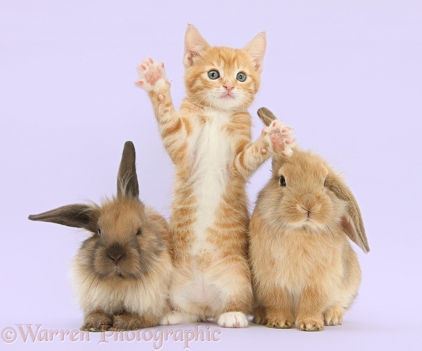 Ginger kitten, Tom, and young Lionhead-Lop rabbits, on lilac background
