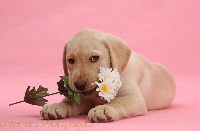 Yellow Labrador Retriever bitch pup, 10 weeks old, with white daisies