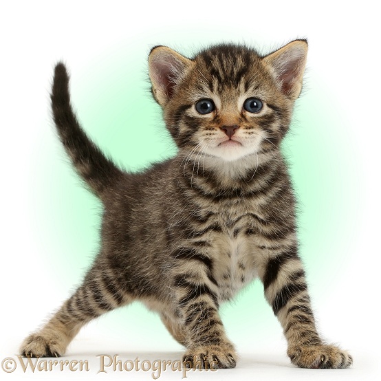 Cute tabby kitten, 4 weeks old, standing and looking affronted, white background