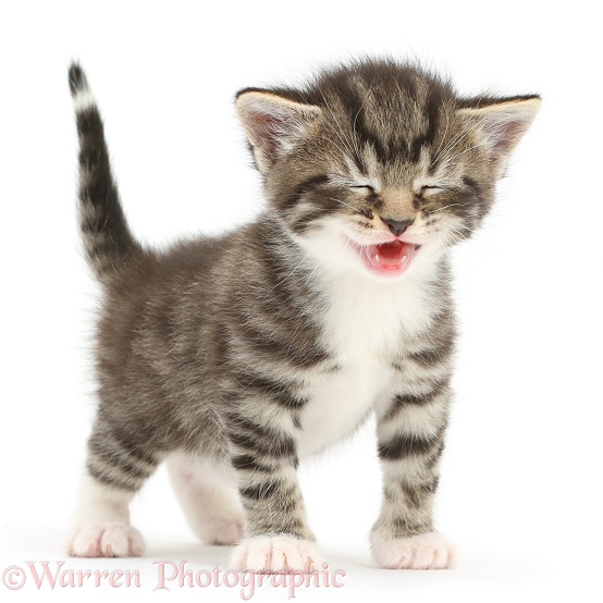 Cute tabby kitten, 4 weeks old, mewing and making a pitiful face, white background