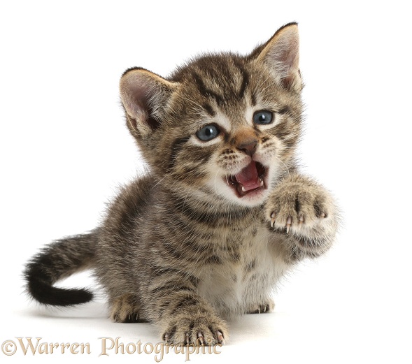 Small tabby kitten, 6 weeks old, with raised paw and open mouth, white background