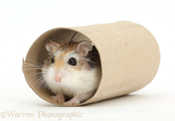 Roborovski Hamster (Phodopus roborovskii) in cardboard tube, white background