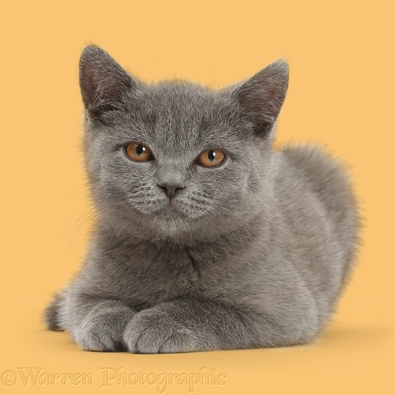 Blue British Shorthair kitten on yellow background, white background