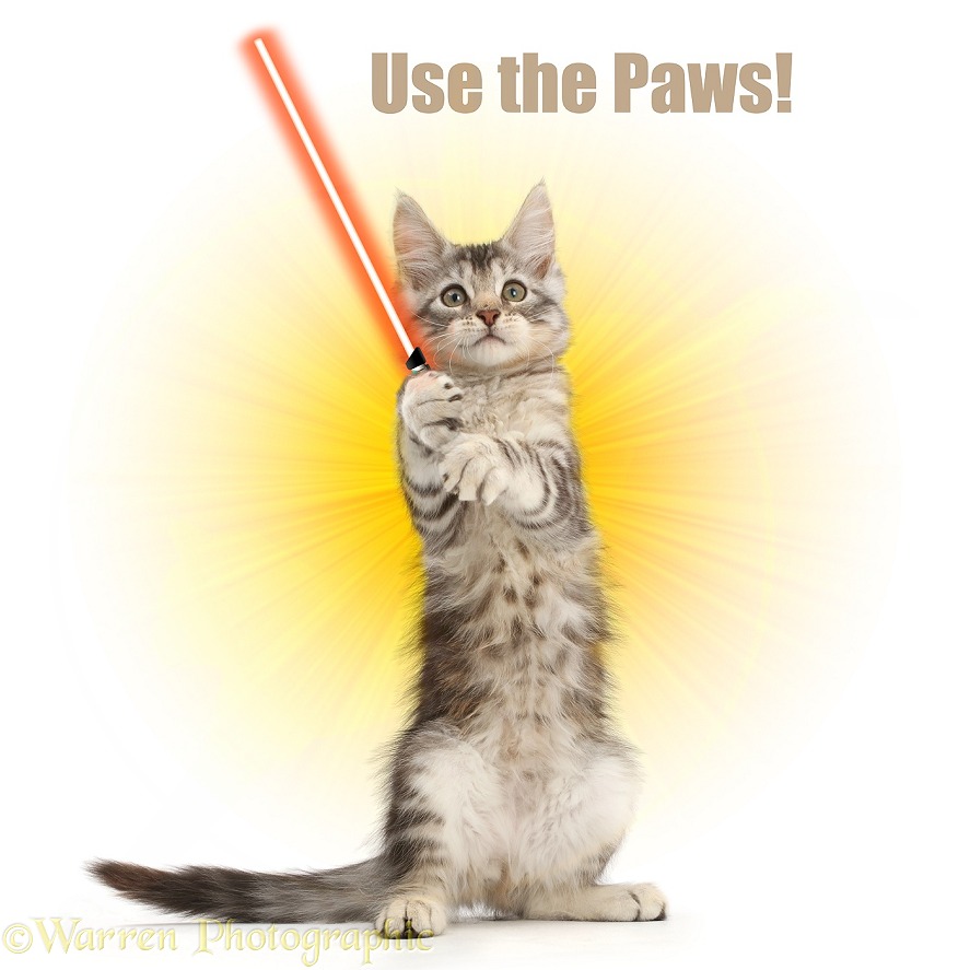 Silver tabby kitten, Loki, 11 weeks old, with light sabre, white background
