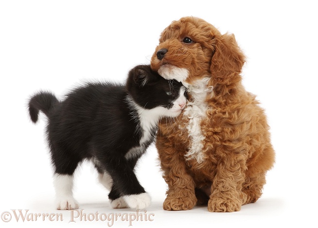 Black-and-white kitten, Solo, 7 weeks old, rubbing against F1b toy Cavapoo puppy, white background