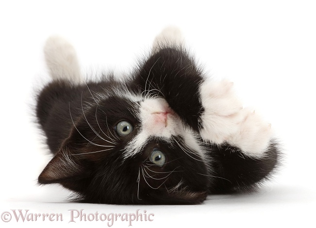 Black-and-white kitten, Solo, 7 weeks old, lying on his back and looking cute, white background