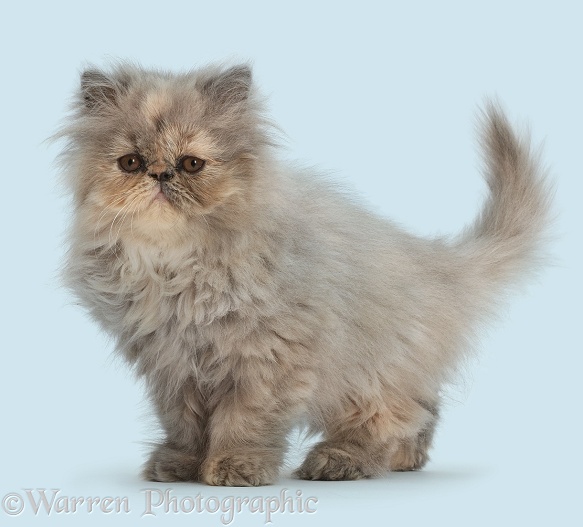 Persian kitten standing, white background