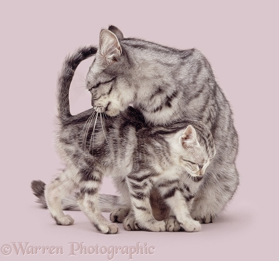 Silver tabby mother cat with kitten, white background