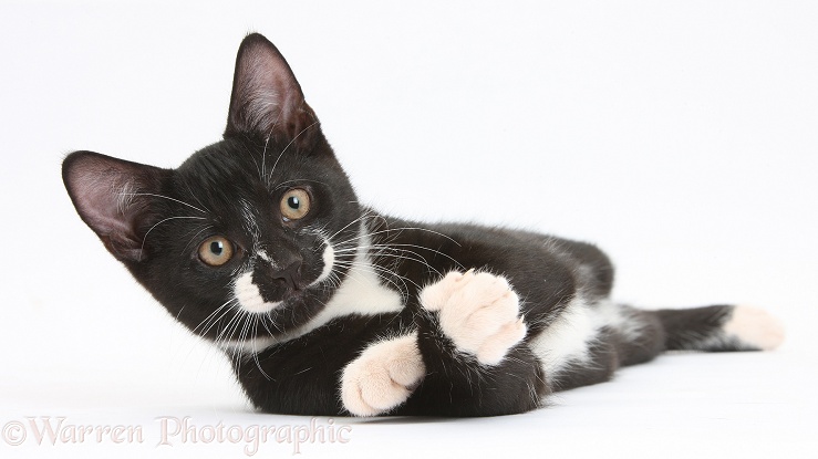 Black-and-white tuxedo male kitten, Tuxie, 3 months old, lounging, white background