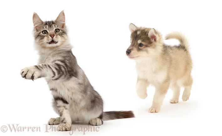 Silver tabby kitten, Loki, 3 months old, beckoning and pointing to show Utonagan puppy the way forward, white background