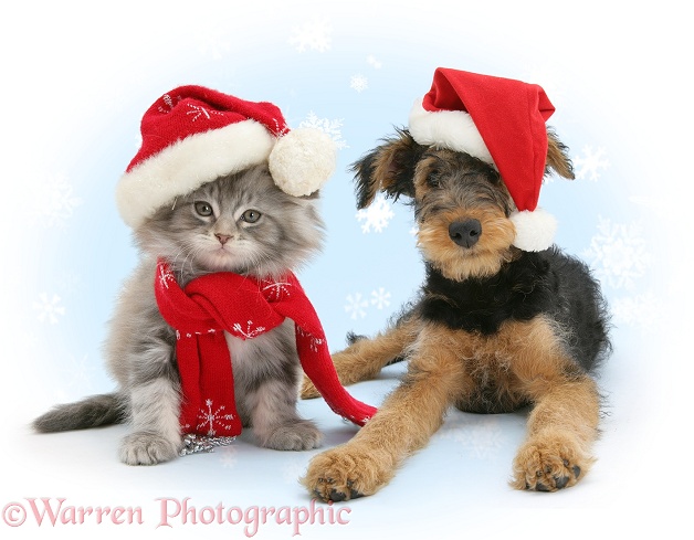 Maine Coon kitten and Airedale Terrier bitch pup, Molly, 3 months old, wearing a Father Christmas hats, white background