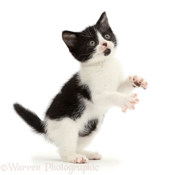 Black-and-white kitten, Loona, 9 weeks old, standing and grasping, white background