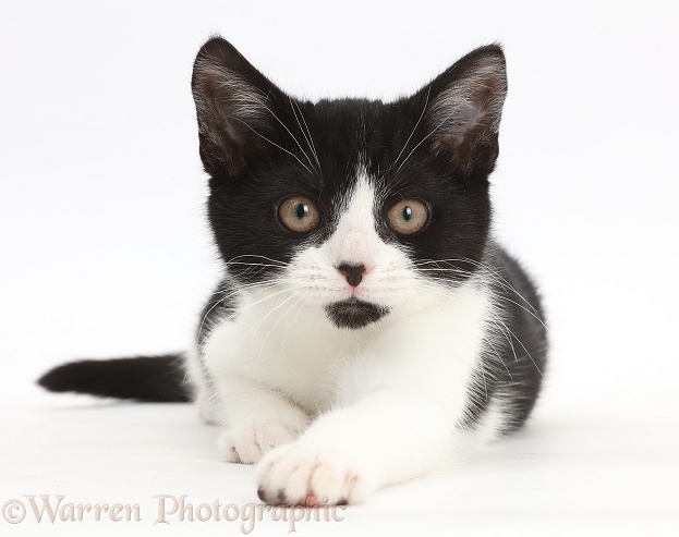 Black-and-white kitten, Loona, 3 months old, white background