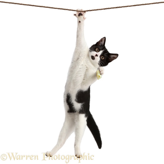 Black-and-white kitten, Loona, 4 months old, hanging by one paw, from a rope, white background