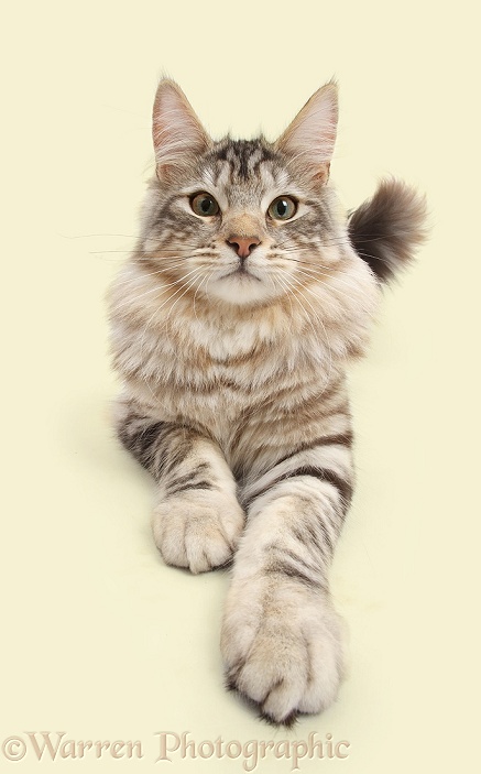 Silver tabby cat, Loki, 7 months old, white background