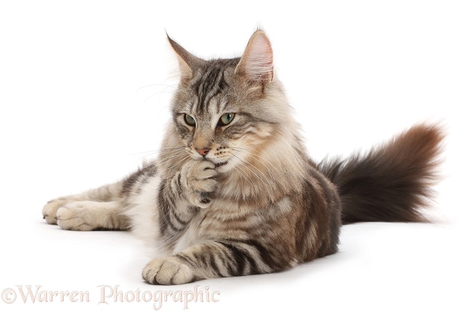 Silver tabby cat, Loki, 7 months old, with a knowing evil look, paw to mouth, white background